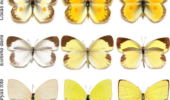Colias butterflies - the choice between offspring or beauty