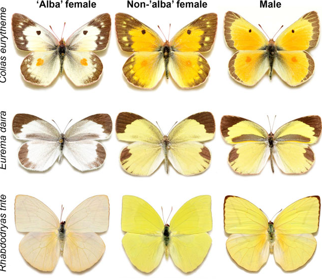 Farfalle Colias: la scelta tra la prole o la bellezza