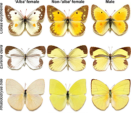 Farfalle Colias: la scelta tra la prole o la bellezza