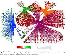 Scoperto il complesso proteico che impedisce la riparazione del DNA: nuove speranze contro l’invecchiamento e il cancro