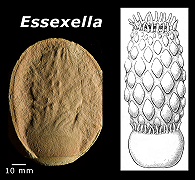 Fossili di anemoni di mare identificati erroneamente come meduse per 50 anni