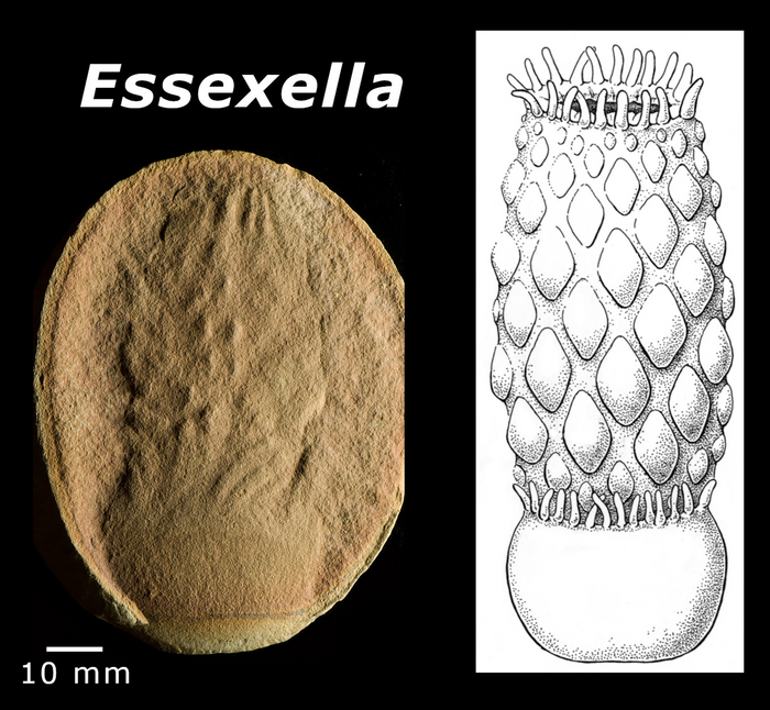 Fossili di anemoni di mare identificati erroneamente come meduse per 50 anni