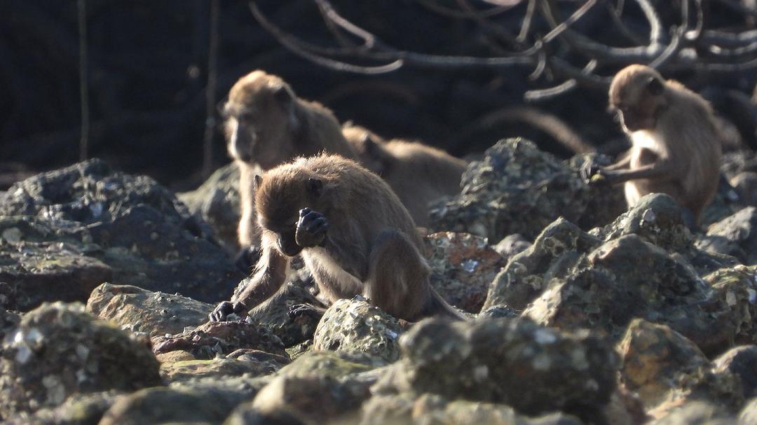 I macachi producono utensili in pietra simili ai primi ominidi