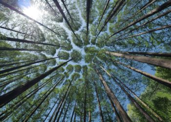 One Forest Summit: un vertice per proteggere le foreste