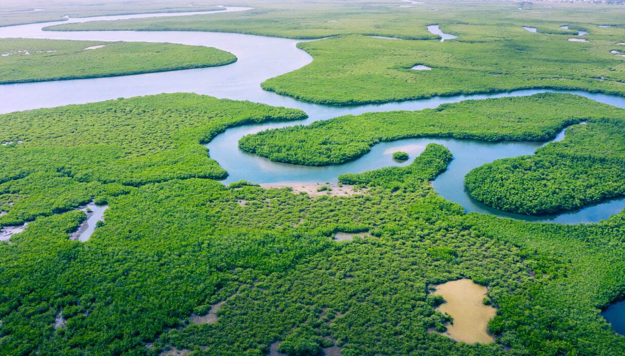 Foresta amazzonica: la lotta contro il degrado e la deforestazione