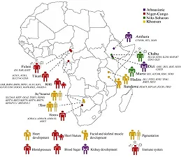 Rivisitando le origini dell’umanità: nuove scoperte genetiche dalle popolazioni africane