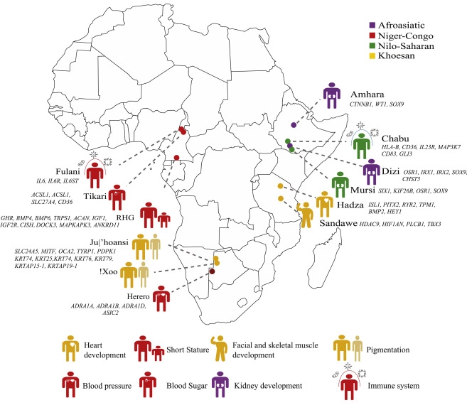 Rivisitando le origini dell’umanità: nuove scoperte genetiche dalle popolazioni africane