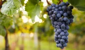Israel: the origin of the vine in the world