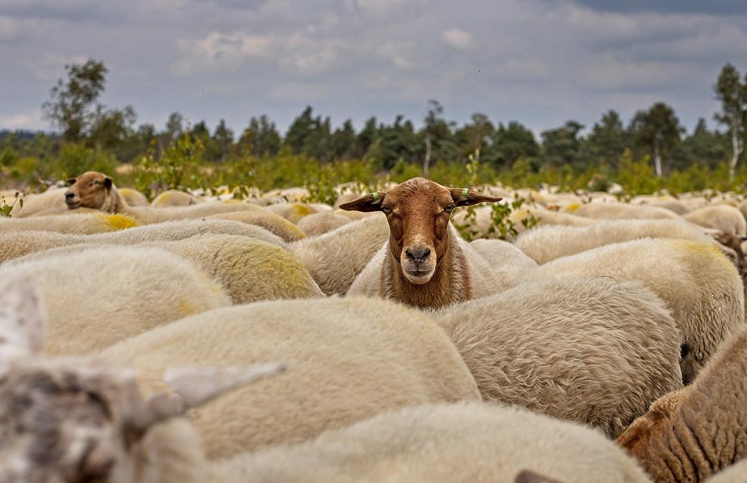 Soppressione della personalità: gli animali si conformano per migliorare la sicurezza del gruppo