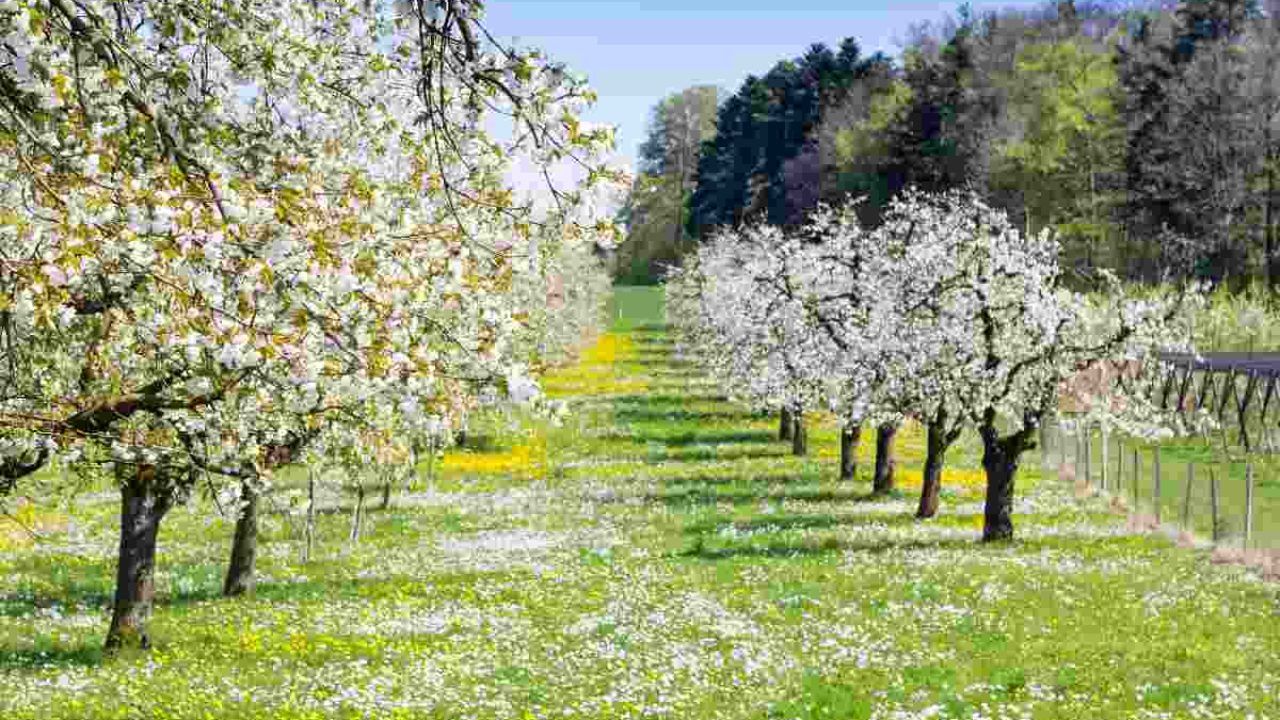 Meteo: la tendenza per la primavera