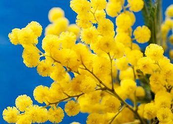 La siccità colpisce le mimose: una su tre scompare