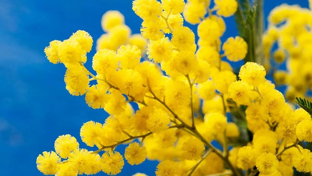 La siccità colpisce le mimose: una su tre scompare