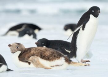 Pinguino biondo: raro esemplare in Antartide