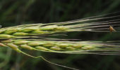 Wheat yellow mosaic virus resistance gene discovered in an ancient wild Mediterranean plant
