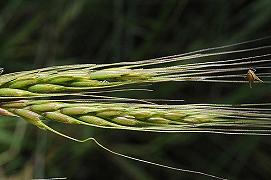 Scoperto gene della resistenza al virus del mosaico giallo del grano in un’antica pianta selvatica mediterranea