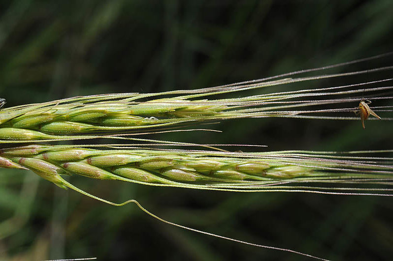 Scoperto gene della resistenza al virus del mosaico giallo del grano in un’antica pianta selvatica mediterranea