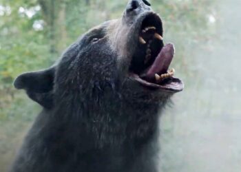 Cocainorso, la recensione: l'orso nero è il più pacifico tra i suoi simili