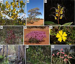 Piante autoctone a rischio estinzione: il contributo dei cittadini per documentare la biodiversità australiana