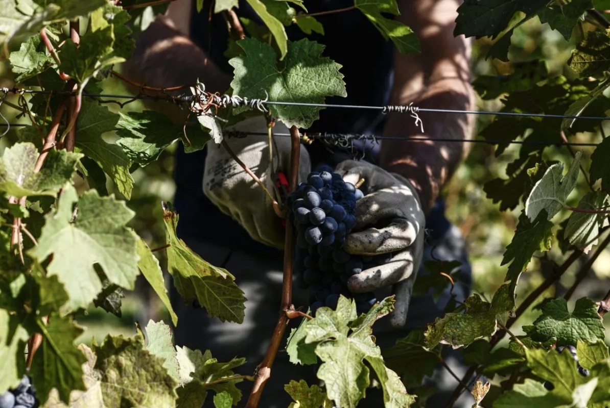 Agricoltura: l’intelligenza artificiale al servizio della sostenibilità