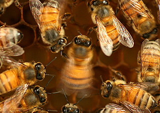 Scoperto nuovo comportamento sociale delle api: la waggle dance