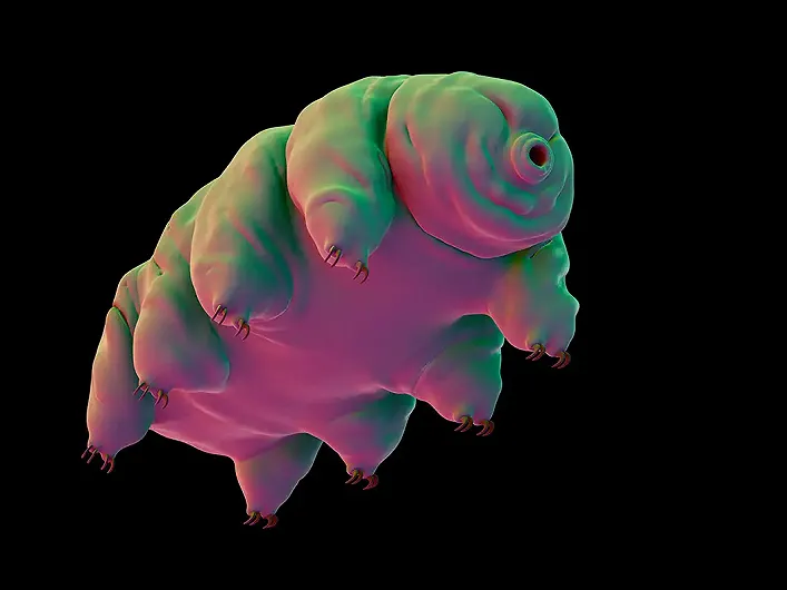 Tardigradi: la vita microscopica che sfida l’estremo