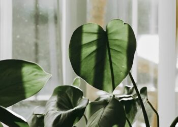Le piante emettono dei suoni: a cosa sono paragonabili?