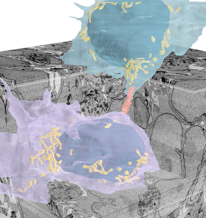 Cervello: identificati tunnel che collegano i neuroni