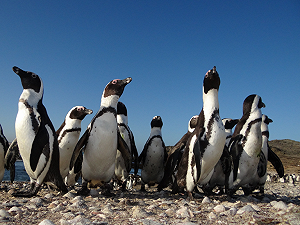 Pinguini africani: rifugiati climatici di un lontano passato?