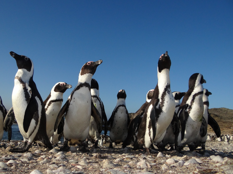 Pinguini africani: rifugiati climatici di un lontano passato?