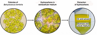 Biocarburanti: le microalghe come materia prima per la produzione