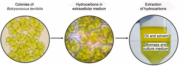 Biocarburanti: le microalghe come materia prima per la produzione