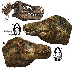 La ricostruzione facciale di un dinosauro Teropode che sorprende