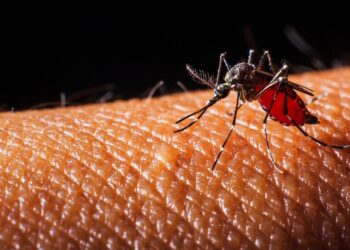 British woman infected with dengue in southern France