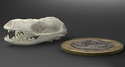 Cranio più piccolo e maggiori possibilità: il successo dell’evoluzione dei mammiferi