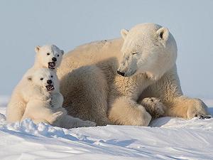 Le caratteristiche della pelliccia dell’orso polare utilizzate per creare un super tessuto