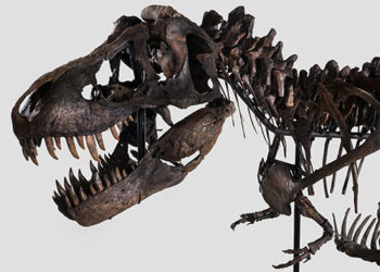 A T-Rex sold for 6 million dollars
