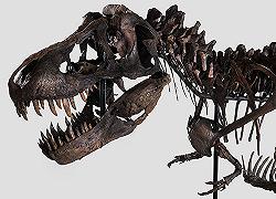 Un T-Rex venduto per 6milioni di dollari