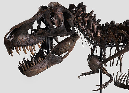 Un T-Rex venduto per 6milioni di dollari