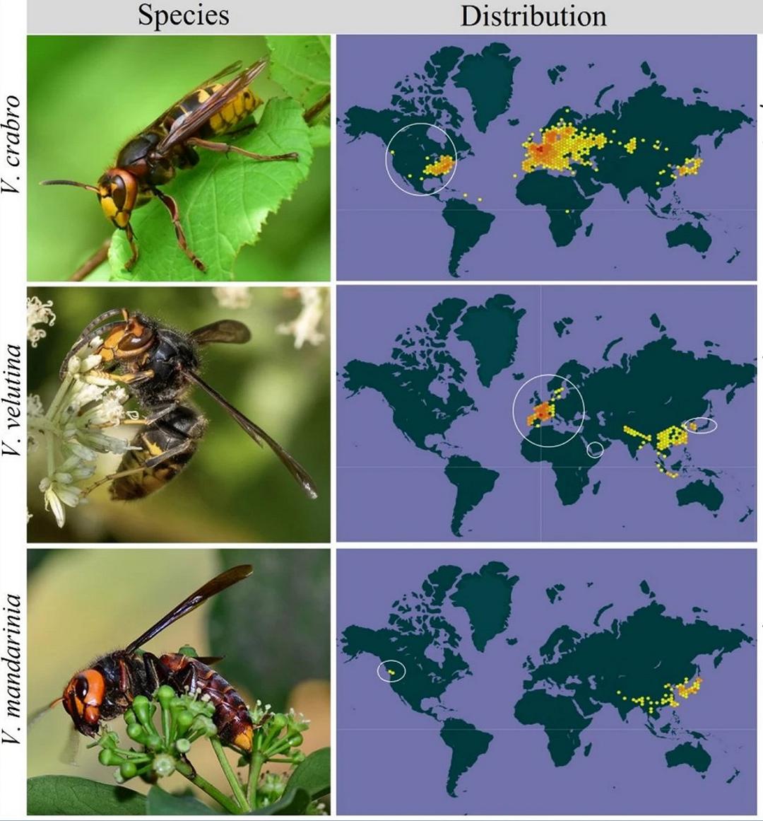 Invasioni di calabroni: la genetica aiuta a combatterle