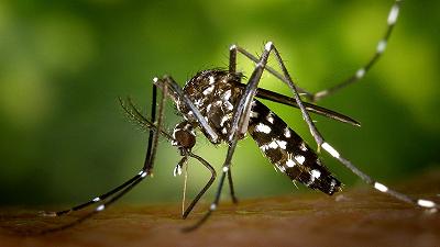 Epidemia di dengue: l’Argentina usa le radiazioni atomiche per combatterla