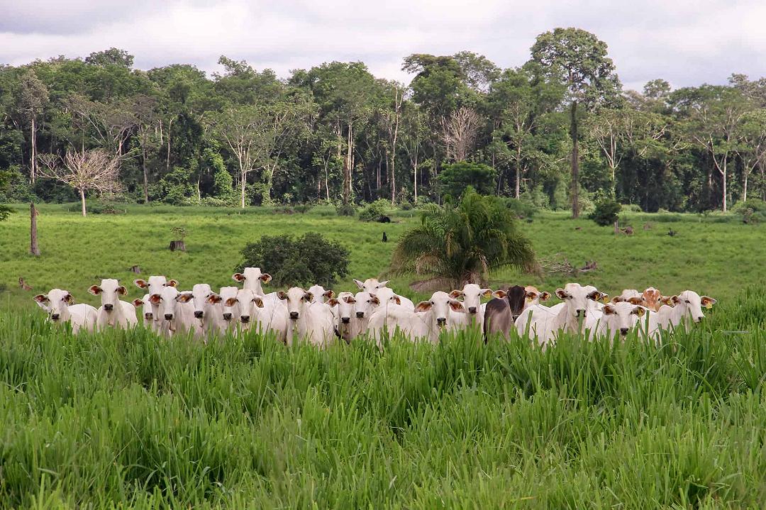 Se le industrie rispettassero davvero gli impegni presi, potrebbero dimezzare la deforestazione