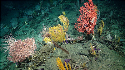 La barriera corallina incontaminata: scoperto il tesoro nel Pacifico