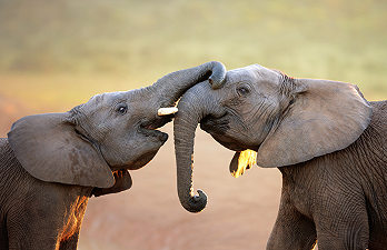 Gli elefanti: nuovo modello per comprendere l’evoluzione umana