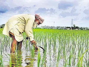 Cambiamenti climatici e agricoltura: uno studio sui cereali in India