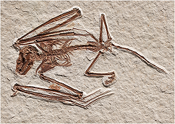 Gli scheletri di pipistrello di 52 milioni di anni