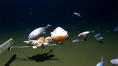 Il primo pesce individuato a più di 8 chilometri sott’acqua