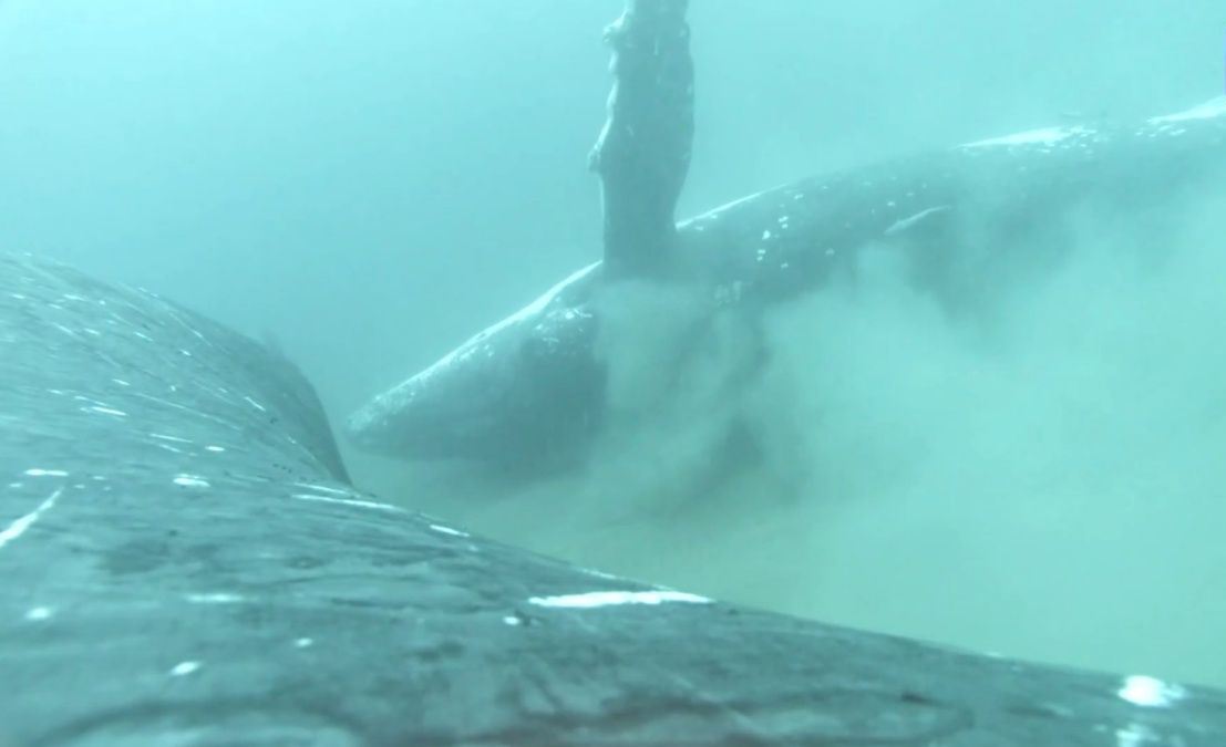 Humpback whale resort in a bay in Australia