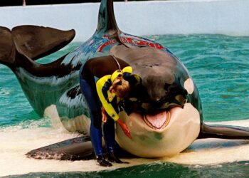 Orca libera dopo 50 anni di cattività