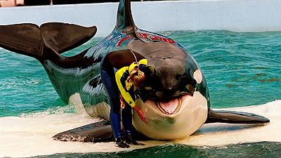 Orca libera dopo 50 anni di cattività