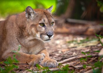 Florida panther - a symbol of the conservation of natural habitats